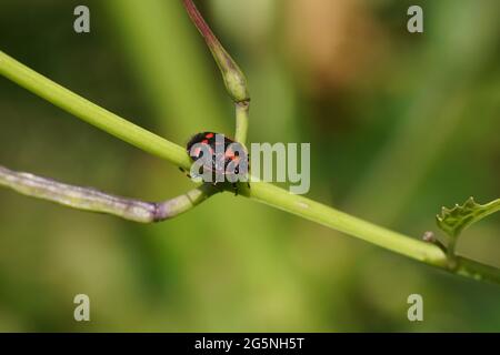 Close up red Cabbage bug, brassica shieldbug (Eurydema oleracea), family Pentatomidae on slender seed capsules of garlic mustard (Alliaria petiolata). Stock Photo