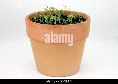 Sprouts of basil plant in ceramic pot on white background. Studio shot. Stock Photo