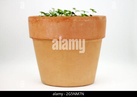 Sprouts of basil plant in ceramic pot on white background. Studio shot. Stock Photo