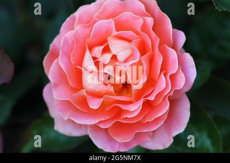 Fresh pink rose at a garden close-up. Stock Photo