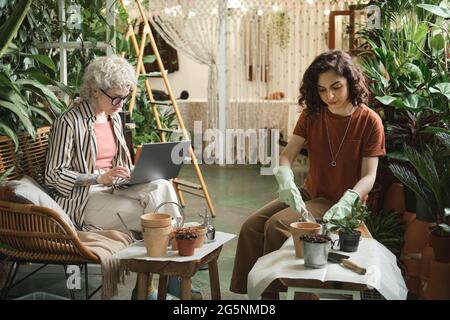 Young woman planting plants into pots with her colleague working on laptop near by they working in the garden Stock Photo