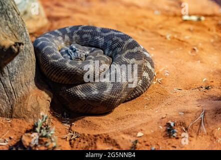 The black snake on the sand Stock Photo