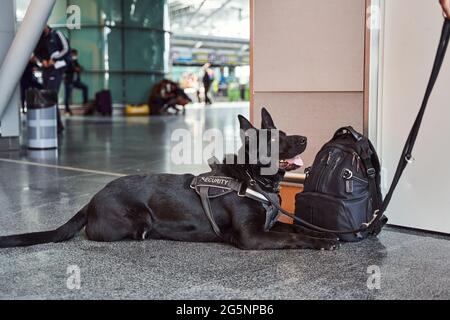 Police security dog resting on the floor in airport terminal Stock Photo