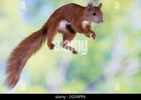 Europäisches Eichhörnchen, Eurasisches Eichhörnchen, Eichhörnchen, im Sprung, Flug, springend, Sciurus vulgaris, European red squirrel, red squirrel, Stock Photo