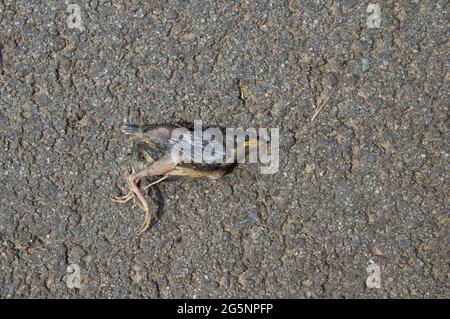 dead baby sparrow lying on tarmac road. Stock Photo