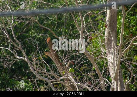 Collared kingfisher (Todiramphus chloris) bird eating crab on a tree branch in front of green foliage background. Endau, Malaysia Stock Photo