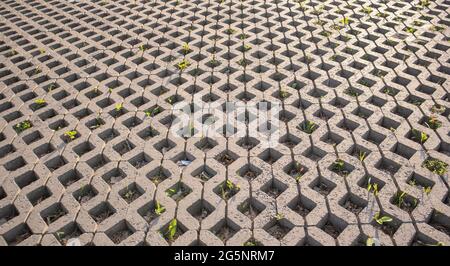 Background from paving slabs with grass sprouting through them. Stone tiles on the sidewalk. Footpath. Textured patterned background. Eco-friendly cov Stock Photo