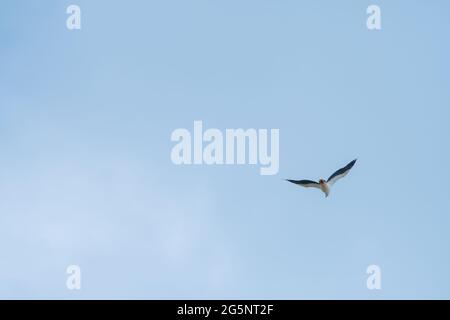 White-bellied sea eagle or white-breasted sea eagle (Haliaeetus leucogaster) flying on blue sky, Endau, Malaysia Stock Photo