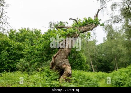 The contorted remains of an old gnarled oak tree almost dead but still in leaf against a woodland background Stock Photo