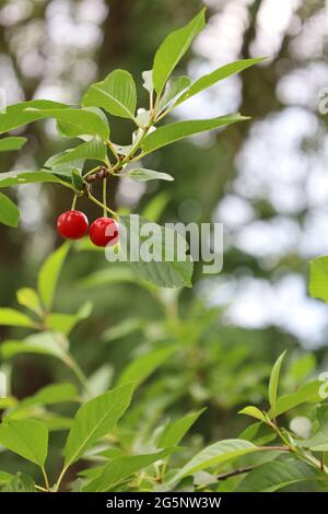 Bonn Germany June 2021 two ripe red cherries hanging on the tree against a green background in natural sunlight Stock Photo