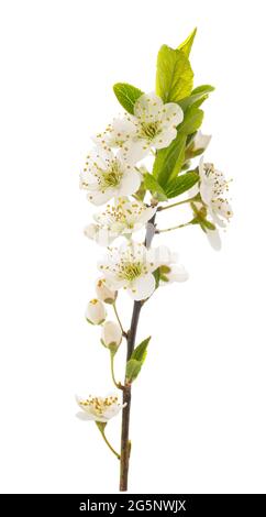 Plum branch with flowers isolated on white background Stock Photo