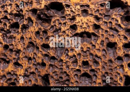 Trypophobia Macro Texture Holes On Dark Stock Photo 2312715739