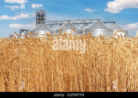 Scenic landscape of ripe golden organic wheat stalk field against modern silo granary cereal storage facility and blue sky on bright sunny summer day Stock Photo
