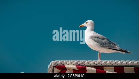 Baltic Seagull, wich takes a break on a beach chair and looks into the Distance Stock Photo