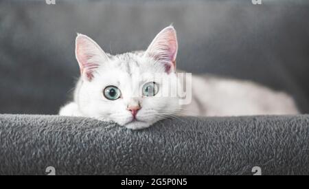 Portrait of a White British Shorthair kitten lying on the sofa Stock Photo