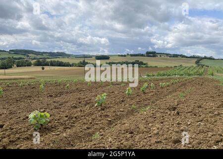 annual grape growth on farm in france Stock Photo