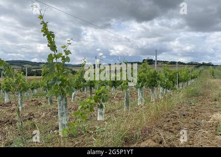 biannual grape growth on farm in france Stock Photo