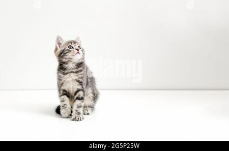 Small tabby kitten on white background. Cute gray cat kid animal with interested, question facial face expression look side on copy space Stock Photo