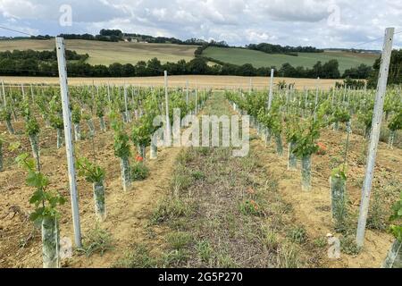 biennial grape growth on bio farm in france Stock Photo