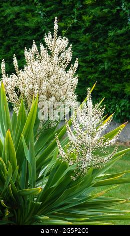 Huge beautiful white blooming flower heads on a cordyline australis, commonly known as the cabbage tree, cabbage-palm or tī kōuka Stock Photo