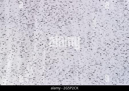 White jersey cotton fabric with black spots texture. Spotted textile background Stock Photo