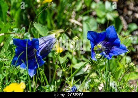 Blue Gentiana acaulis (stemless gentian or trumpet gentian) flowers under in meadow in the alps on a sunny summer day Stock Photo