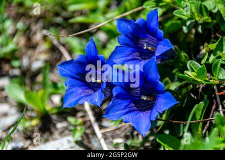 Close up of blue Gentiana acaulis (stemless gentian or trumpet gentian) flowers under in meadow in the alps on a sunny summer day Stock Photo