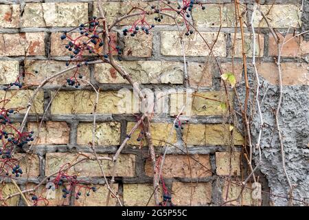 Old brick wall of an abandoned house, overgrown with a plant with black berries, background Stock Photo