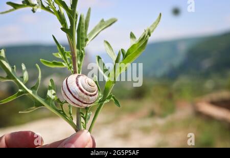 Roman snail (Helix pomatia) on a branch with leaves - is a species of large, edible snail - an enemy of agriculture and a culinary delicacy. Stock Photo