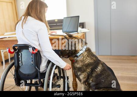 Woman in wheelchair with assistance dog at desk using laptop computer at home in home office Stock Photo