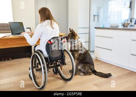 Woman in a wheelchair at the laptop PC with assistance dog to support business inclusion Stock Photo