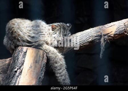 portrait of leopard cat sleeping on the log Stock Photo