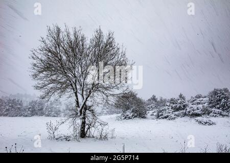 Goynuk is one of the most important towns of Bolu. In this photo, the presence of a branched tree full of snows during winter season reflects the reas Stock Photo