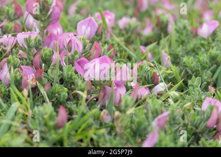 Macro close-up of the flowers of Spiny Restharrow (Ononis Spinosa), possibly s. procurrens, in the dunes along the Dutch coast Stock Photo