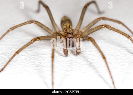 Giant House spider, Tegenaria giganteas, against a white background. Eratigena atrica, duellica, saeva.