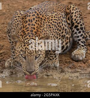 Leopard have a drink; leopard drinking water; leopard in Sri Lanka; Big cat drinking water; leopard print Stock Photo
