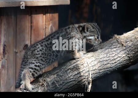 close up portrait of leopard cat kitten walkin on a log in the zoo Stock Photo