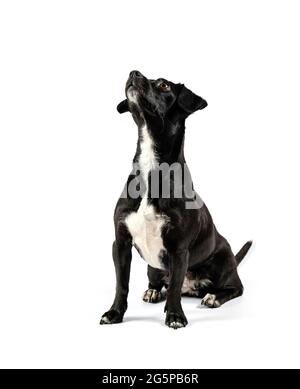 small black breedless dog, black mixed breed canine looking sideways curious isolated white background Stock Photo