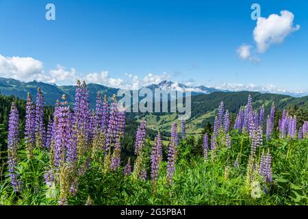 Lupins wildflowers (Lupinus polyphyllus) with an alpine scenery of the Austrian Alps in the Background Stock Photo