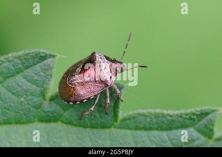 Closeup of a small Woundwort Shieldbug in the garden Stock Photo