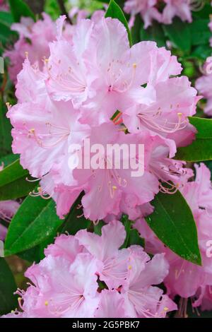 Rhododendron in a garden. Stock Photo