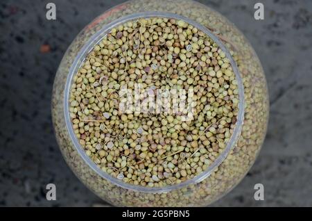 Closeup of bunch the ripe brown coriander seeds in the plastic bowl Stock Photo