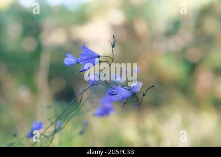 Blue gentle forest bells on blurred background of green plants. Campanula rotundifolia harebell macro in forest. Stock Photo
