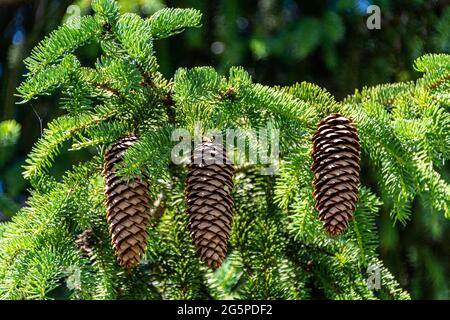 Three pine cones hang on a fir tree against on a sunny day Stock Photo