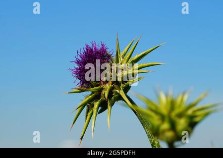 Blossom of a milk thistle Stock Photo