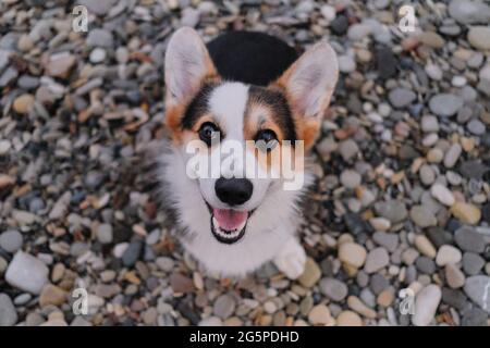 Pembroke Tricolor Galês Corgi Senta-se Em Madeiras Em Folhas De