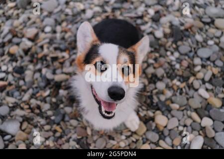 Portrait of charming Welsh corgi Pembroke tricolor on background of pebble beach top view. Cute corgi puppy looks up carefully with its big intelligen