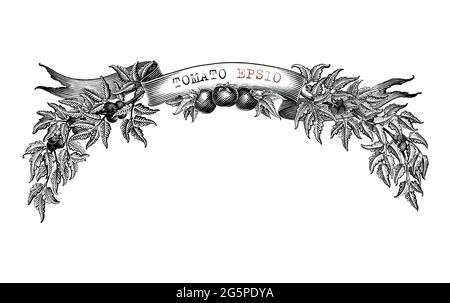 Tomato branding design for product label hand draw vintage engraving style black and white clip art isolated on white background3 Stock Vector