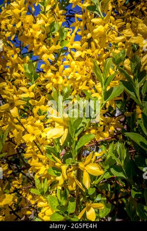 Spring yellow forsythia europaea blossom in a sun rays on the blue sky background Stock Photo