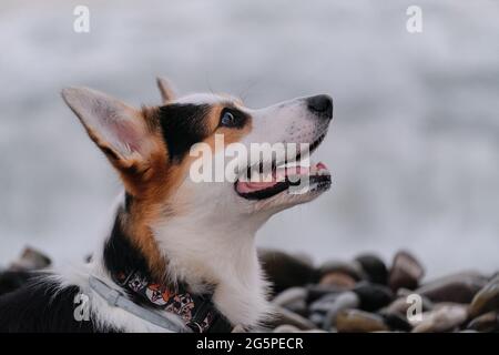 Smallest Shepherd in world. Large portrait of cute Pembroke tricolor Welsh corgi puppy against background of pebble beach and blue sea. Walking with d Stock Photo